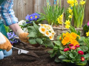 Picture for category Retail Compost
