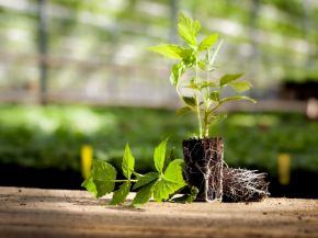 Picture for category Jiffy