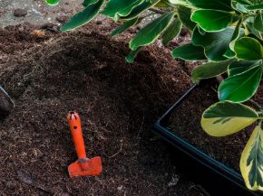 Picture for category Peat Free Compost