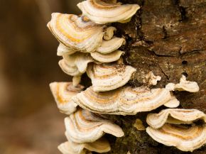 Picture for category Fungicides