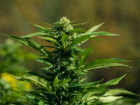 Picture for category Herbicides