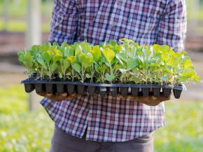 Picture for category Trays