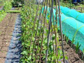 Picture for category Plant Supports