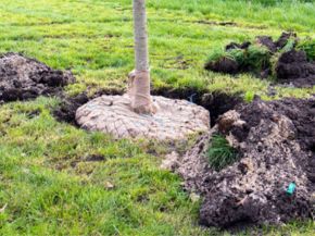 Picture for category Rootballing Materials