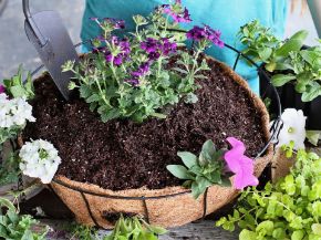 Picture for category Basket Essentials