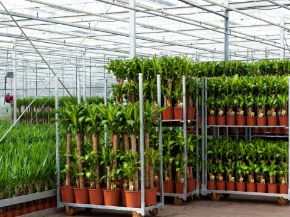 Picture for category Nursery Handling Equipment