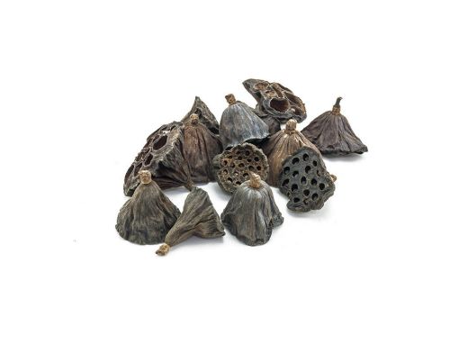 Picture of Lotus Heads