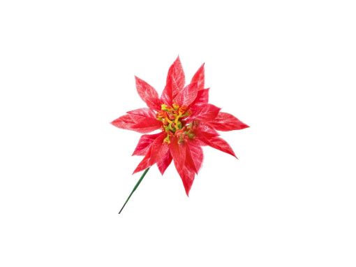 Picture of Small Double Poinsettia