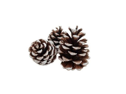 Picture of White Tipped Pine Cones 5kg