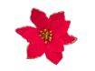Picture of Large Velvet Poinsettia