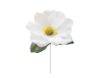 Picture of Silk Anemone