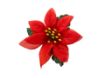Picture of Silk Poinsettia
