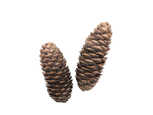 Picture of Fir Cones - Unwired- 5kg