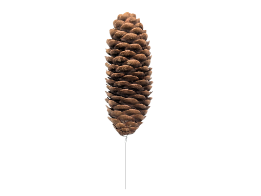 Picture of Wired Fir Cone