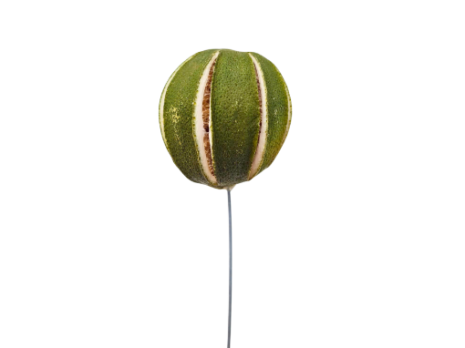 Picture of Wired Dried Whole Green Orange 